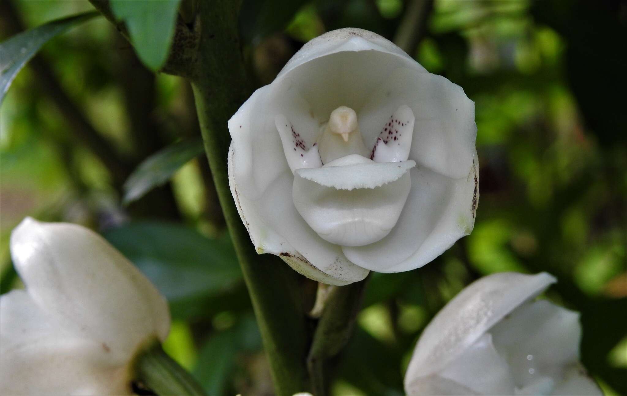 Image of Dove orchid