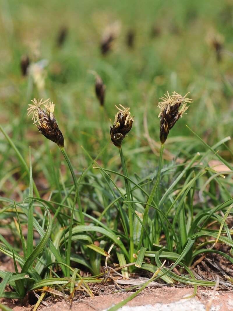 Image of Carex pachystylis J. Gay