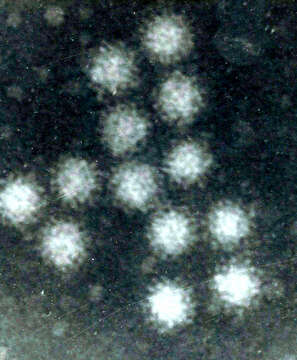 Image of swine vesicular exanthema virus and relatives