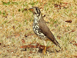 Plancia ëd Turdus litsitsirupa (Smith & A 1836)