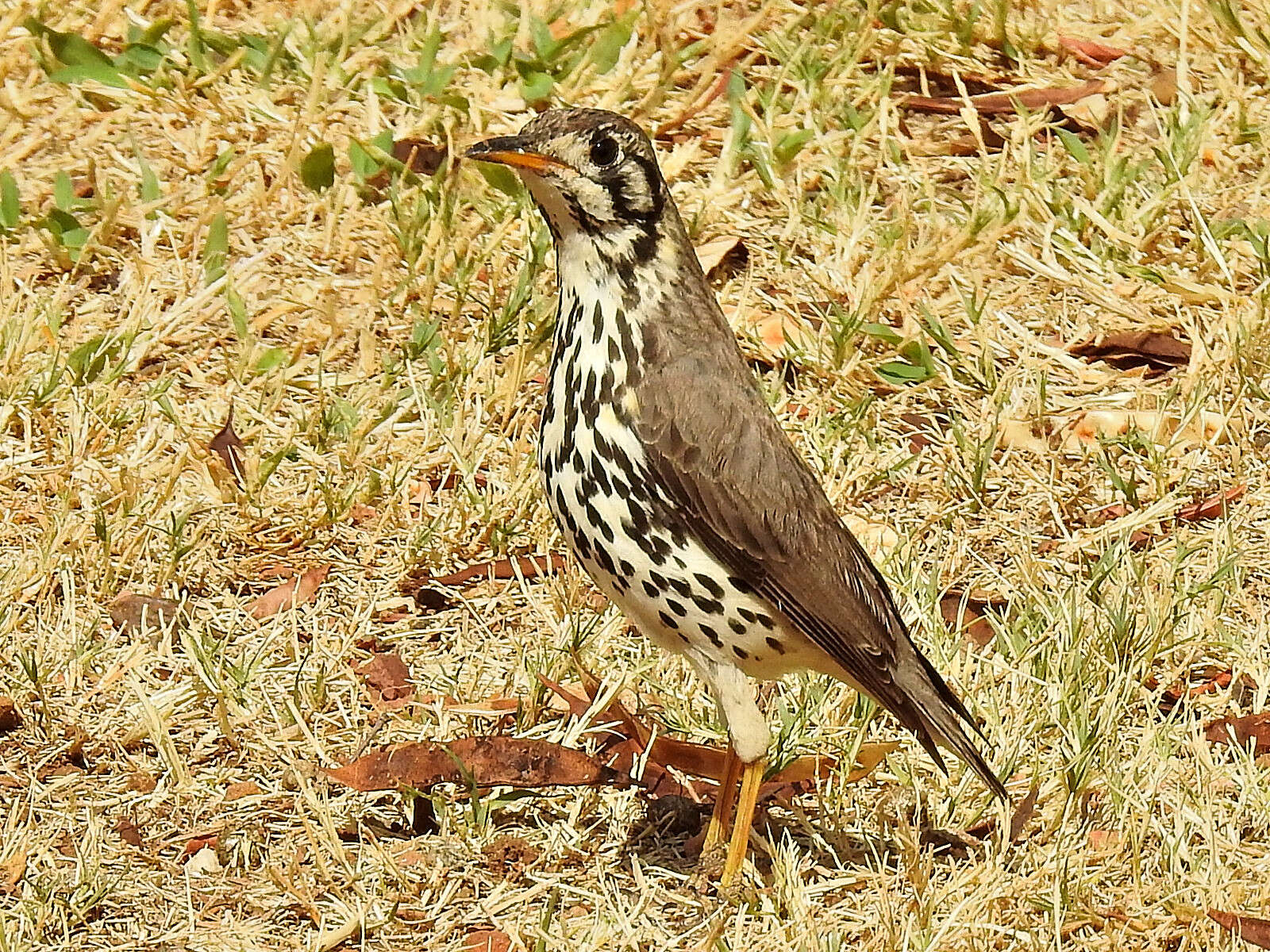 Plancia ëd Turdus litsitsirupa (Smith & A 1836)