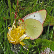 Image of Palaeno Sulphur