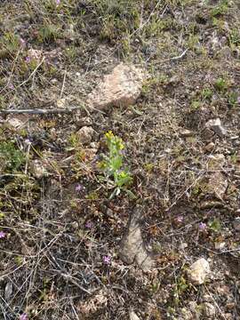 Слика од Amsinckia tessellata A. Gray