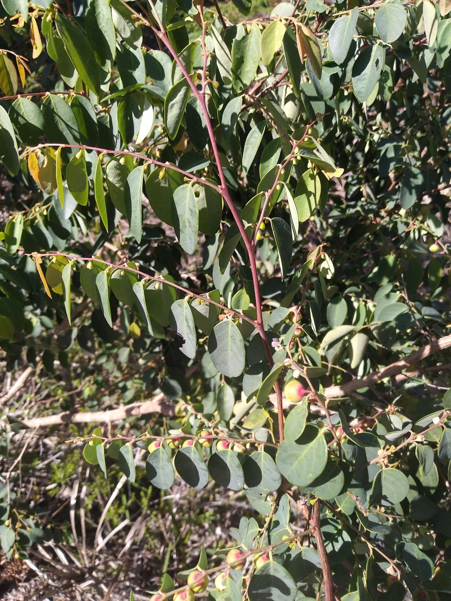 Image of Breynia oblongifolia (Müll. Arg.) Müll. Arg.