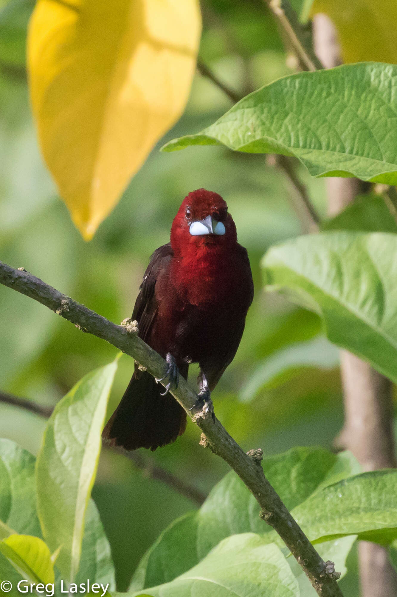 Image of Silver-beaked Tanager