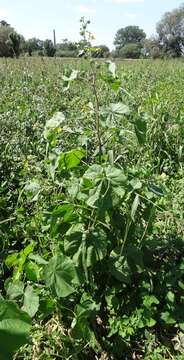 Image of Indianmallow