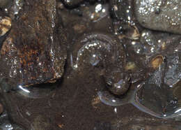 Image of Cascade Torrent Salamander