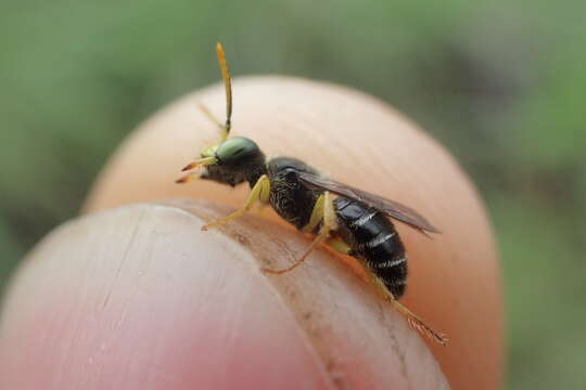 Calliopsis hondurasica Cockerell 1949 resmi