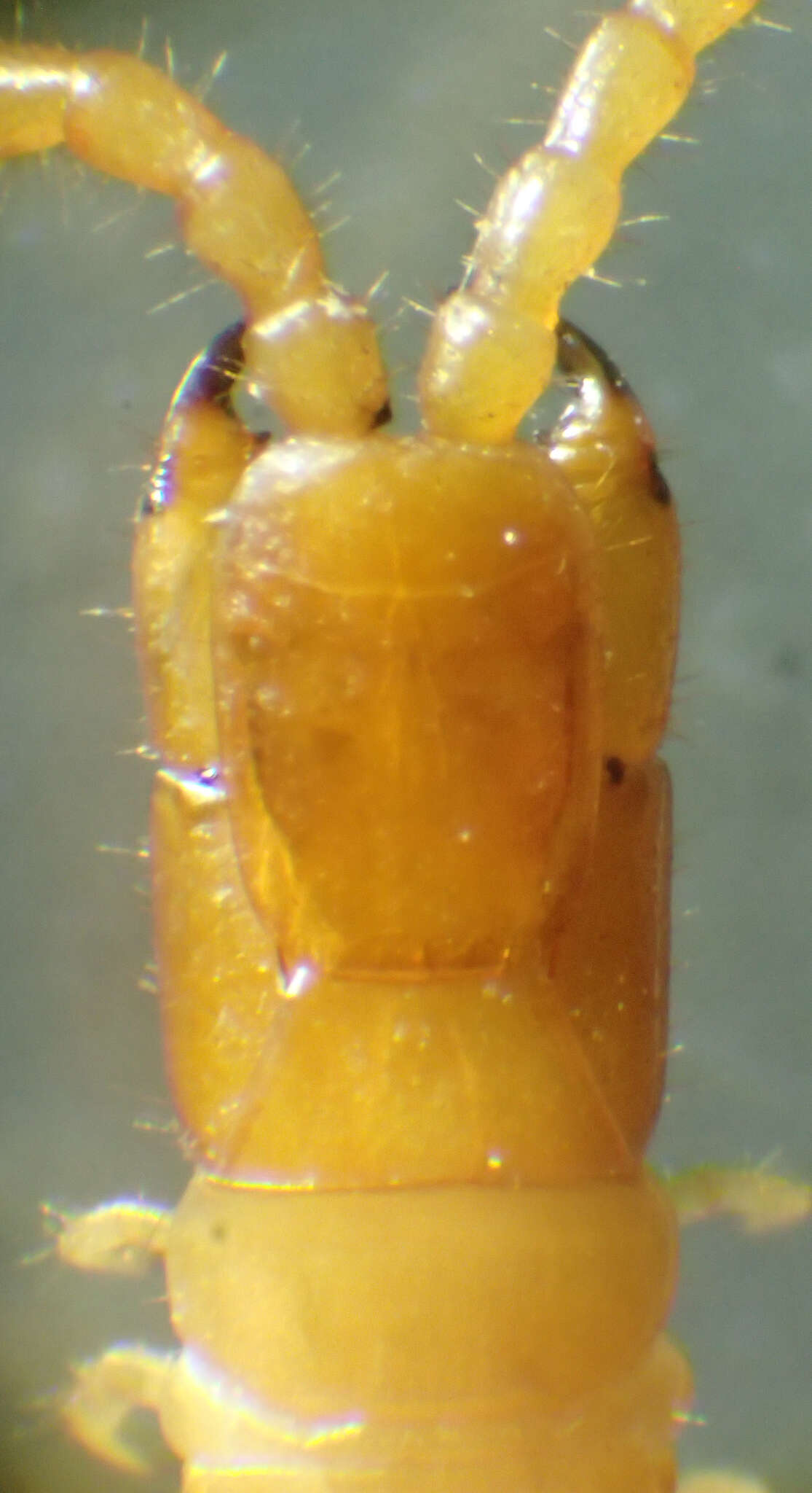 Image of Geophilus claremontus Chamberlin 1909