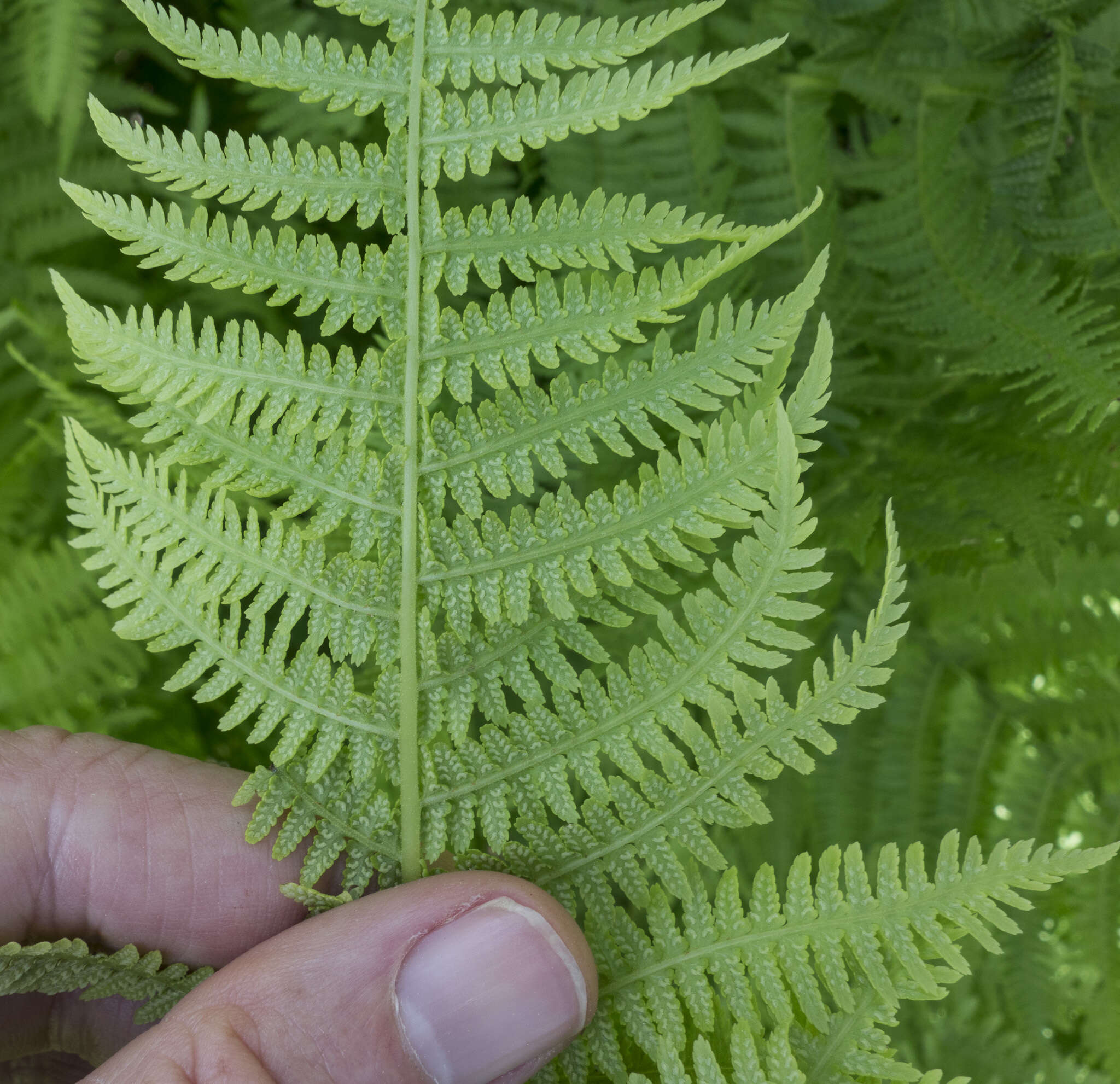 Athyrium asplenioides var. cyclosorum (Rupr.) resmi