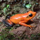 Image of Silverstone's Poison Frog