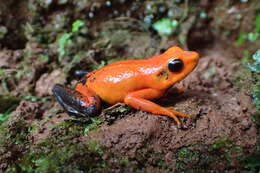Image of Silverstone's Poison Frog