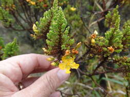 Слика од Hypericum goyanesii Cuatrec.