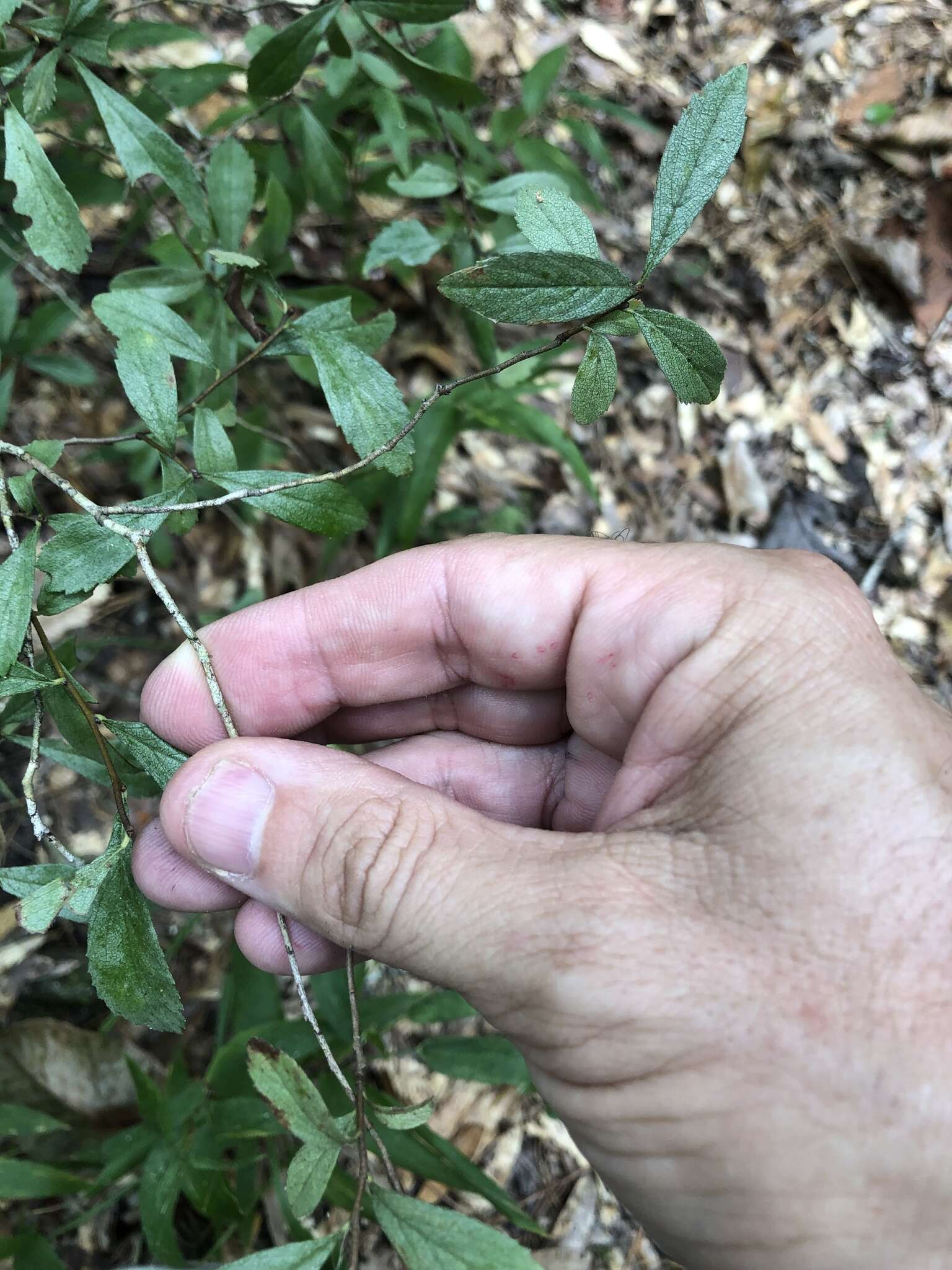 Image of dwarf hawthorn