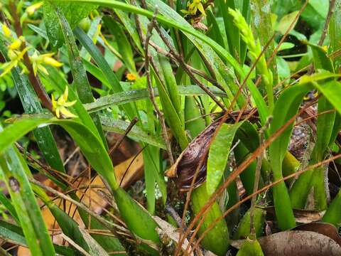 Image of Prosthechea grammatoglossa (Rchb. fil.) W. E. Higgins