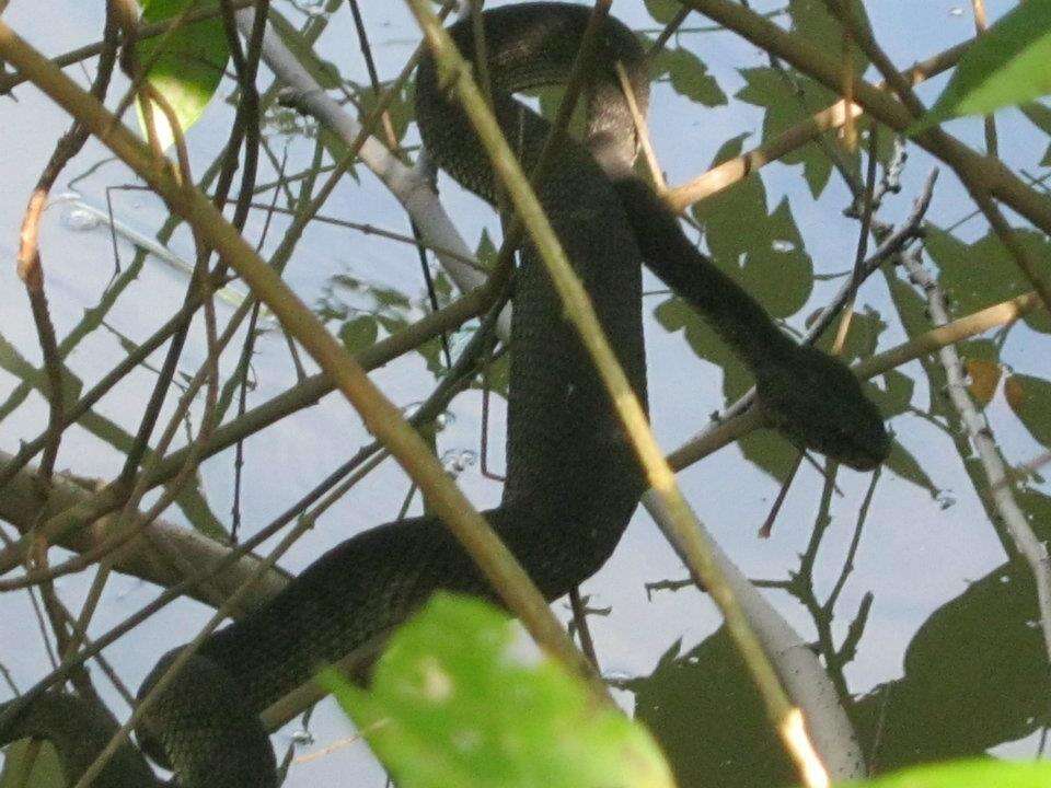 Image of Andaman pitviper