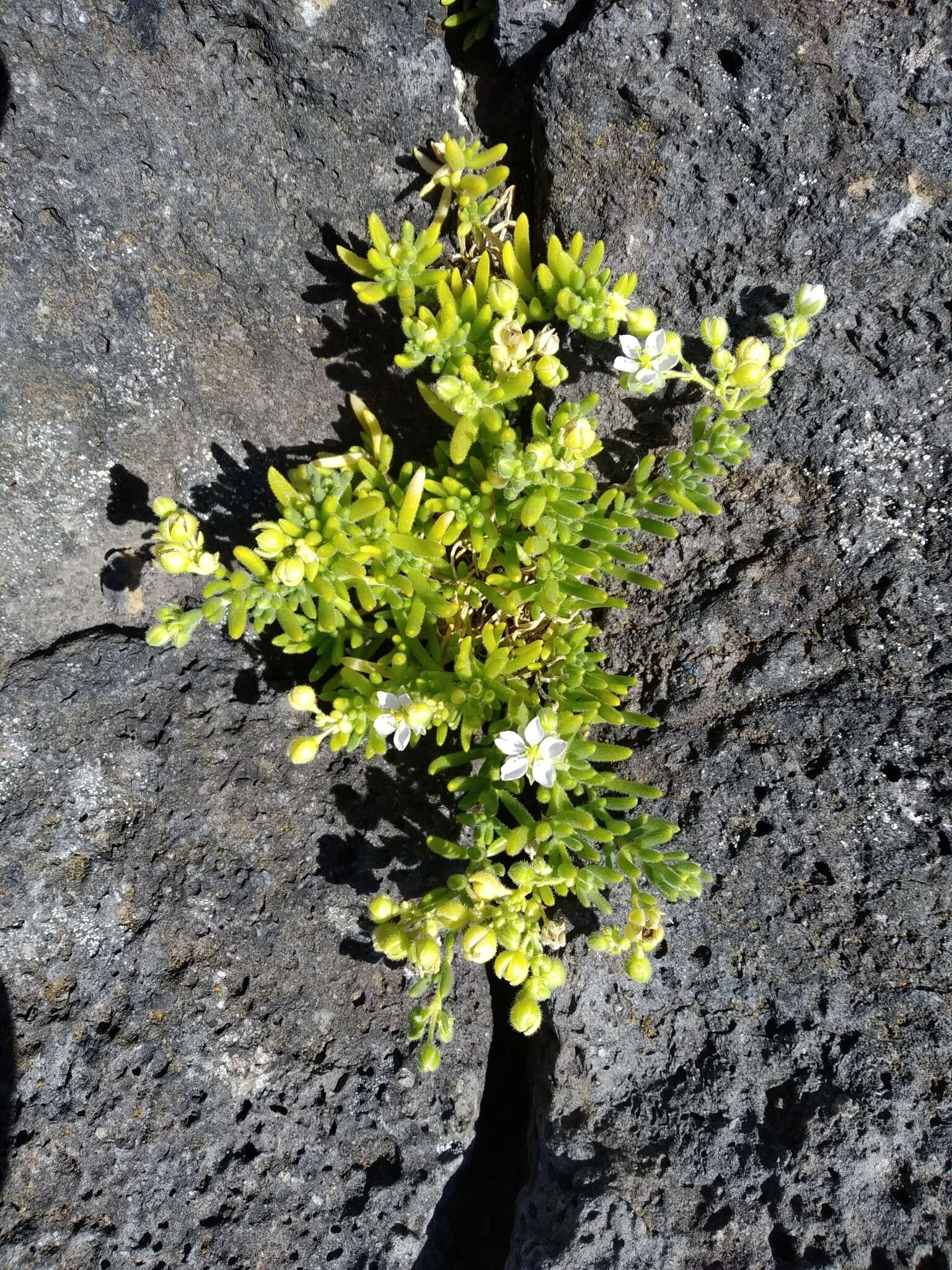 Image of Spergularia azorica (Kindb.) Lebel