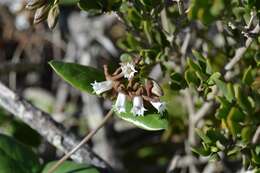 Image of Cynanchum africanum (L.) Hoffmgg.