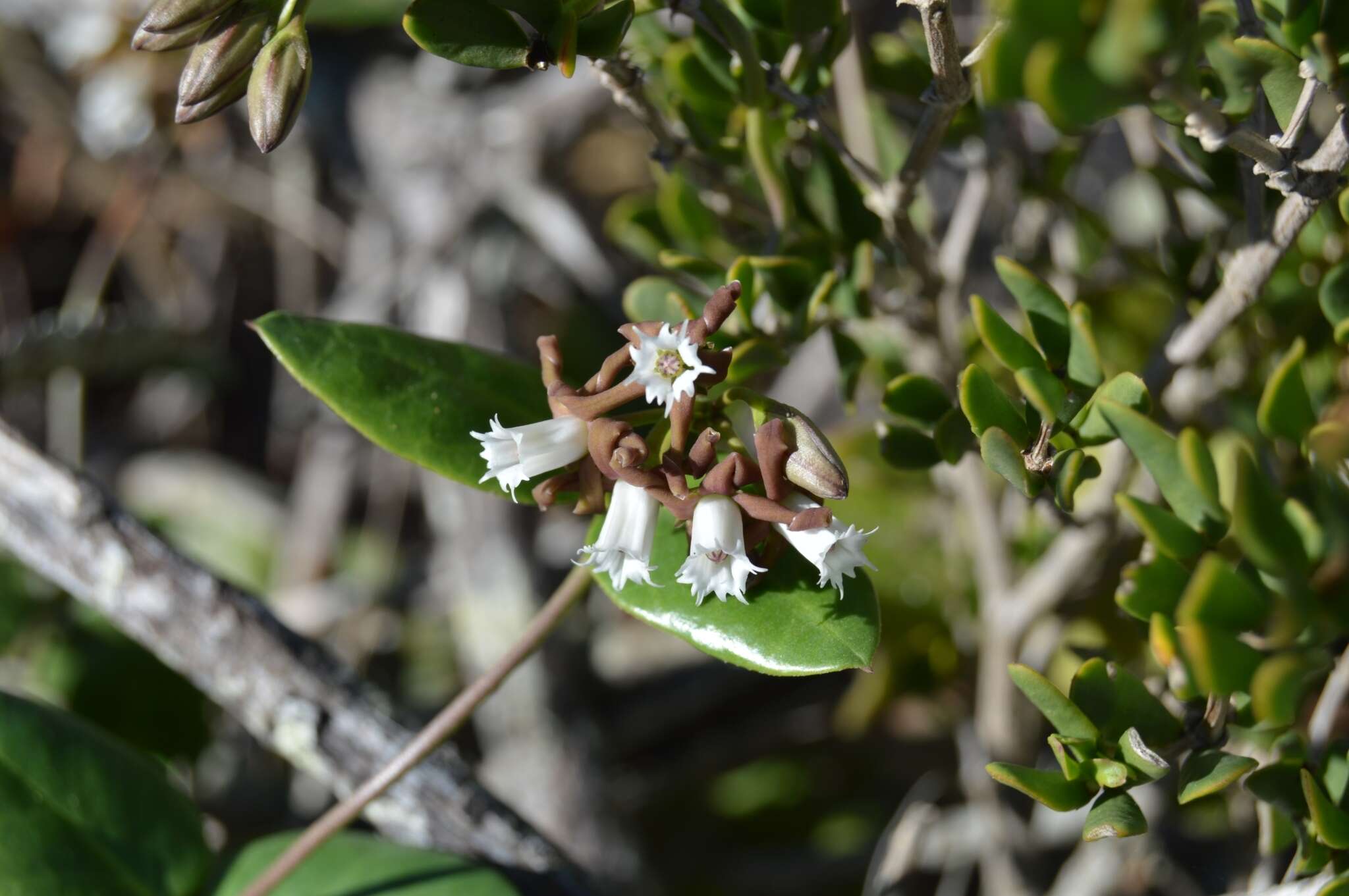 Слика од Cynanchum africanum (L.) Hoffmgg.