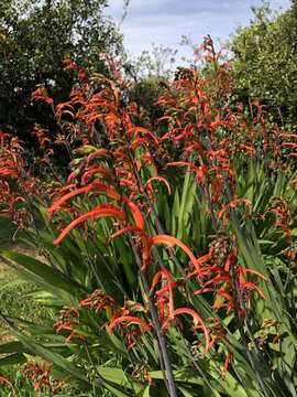 Image of Chasmanthe bicolor (Gasp.) N. E. Br.