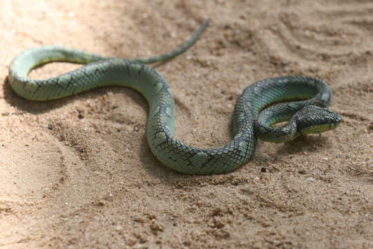 Image of Sri Lankan pit viper