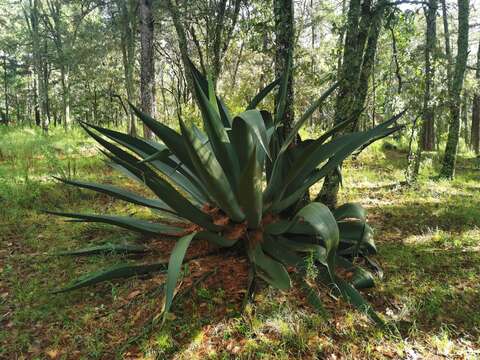 Image of Agave inaequidens K. Koch