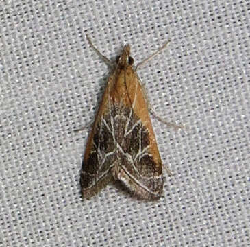 Image of Fulvous-edged Pyrausta Moth