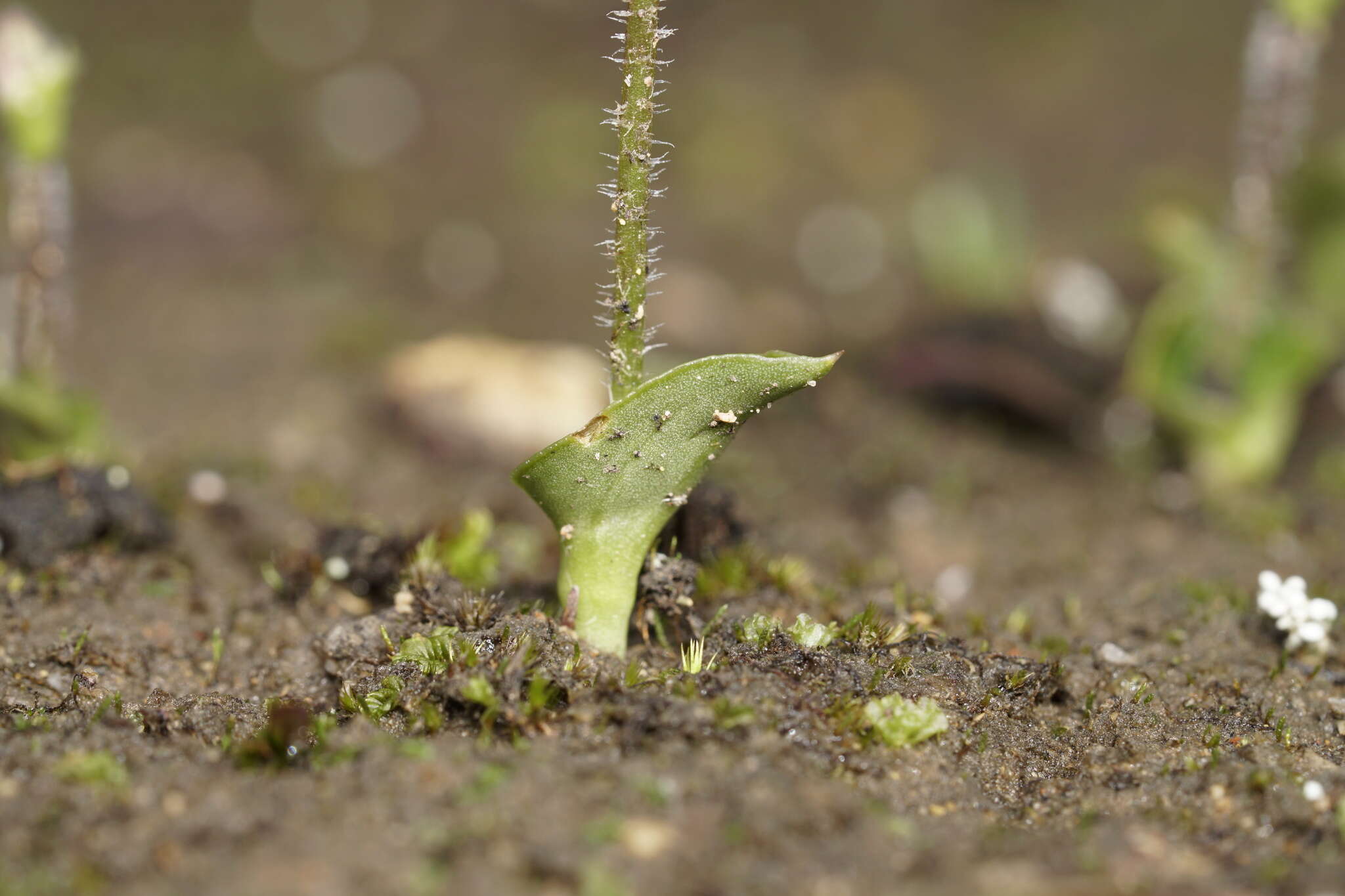 Image of Eriochilus scaber Lindl.