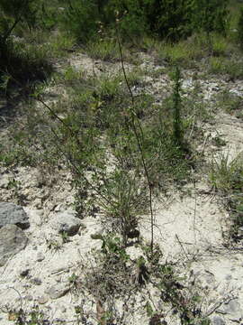 Image of solidstem burnet saxifrage