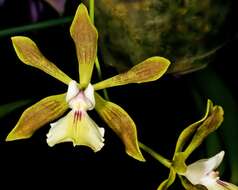 Image de Encyclia pyriformis (Lindl.) Schltr.