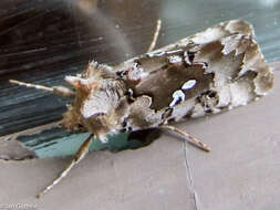 Image de Autographa corusca Strecker 1885