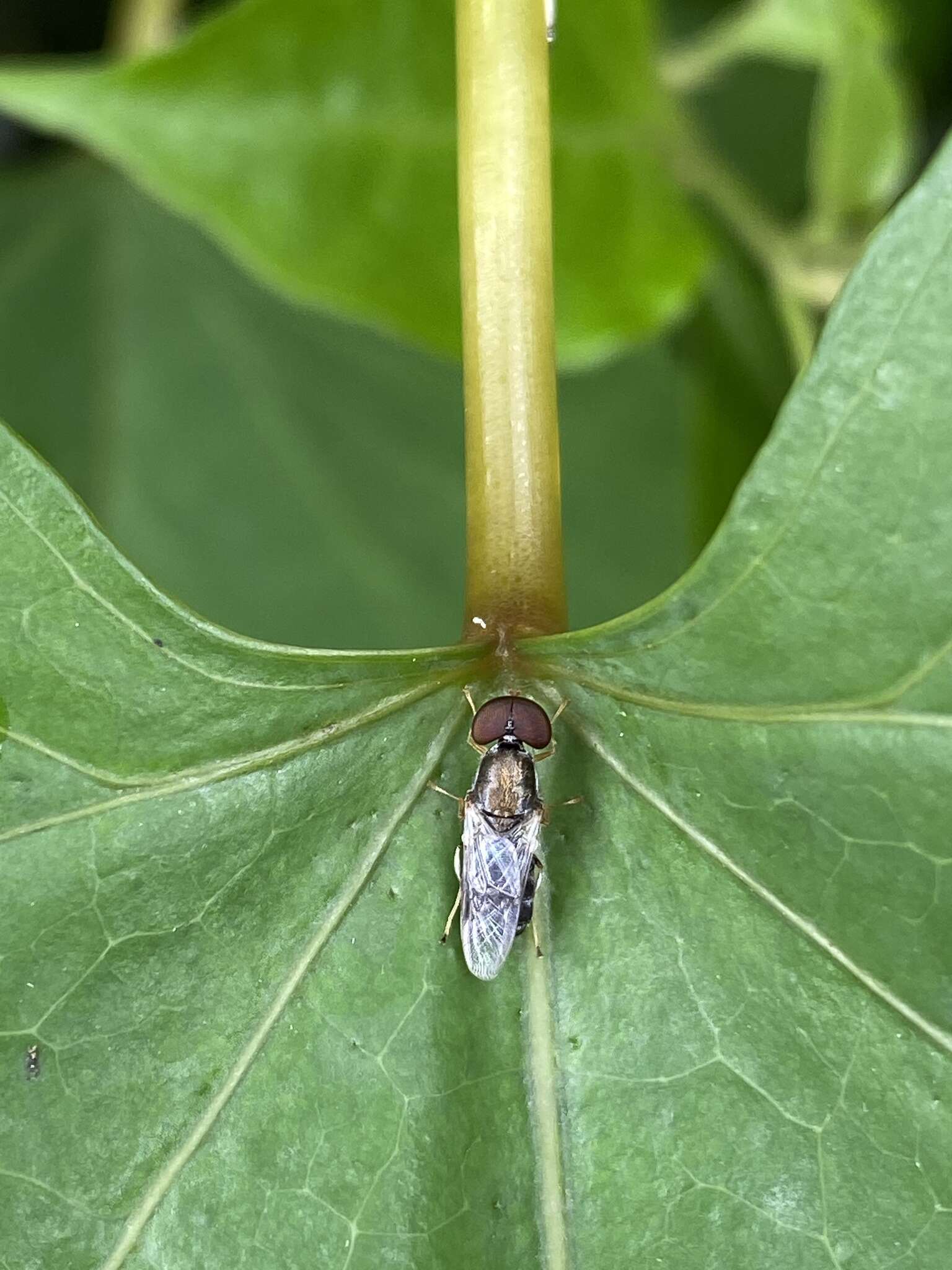 Image of Cephalochrysa calopa (Bigot 1879)