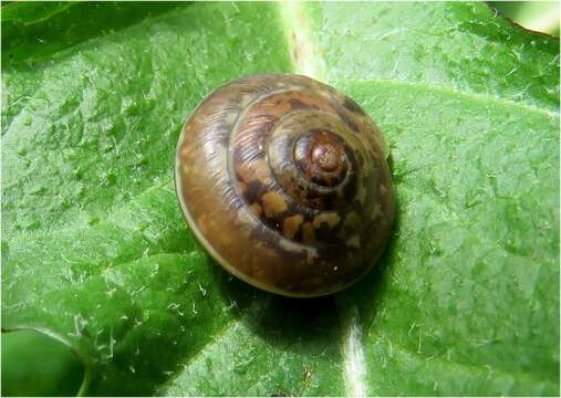 Image of girdled snail