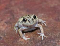 Image of Long-footed Frog