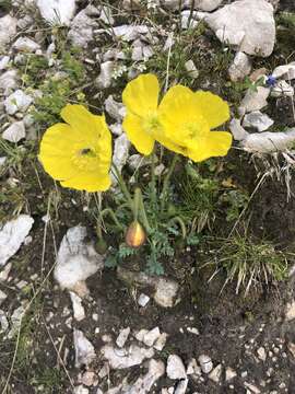 Imagem de Papaver alpinum L.