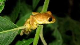 Image of Meadow Treefrog