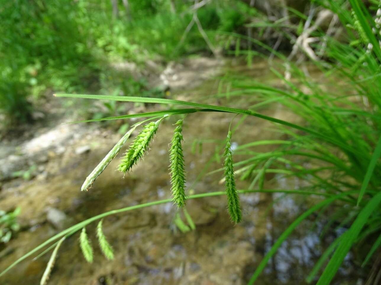 Image of Drooping Sedge