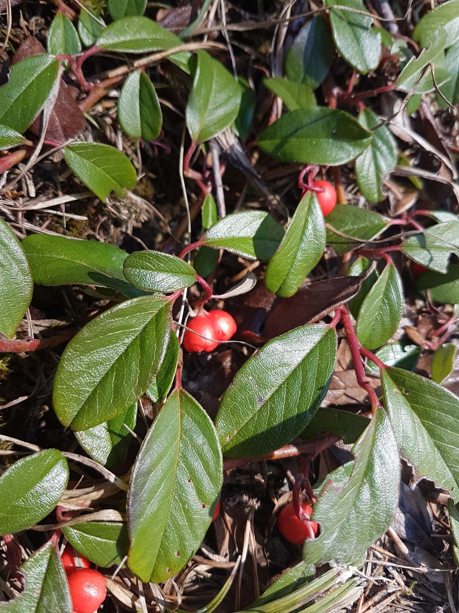 Image of coral beauty cotoneaster