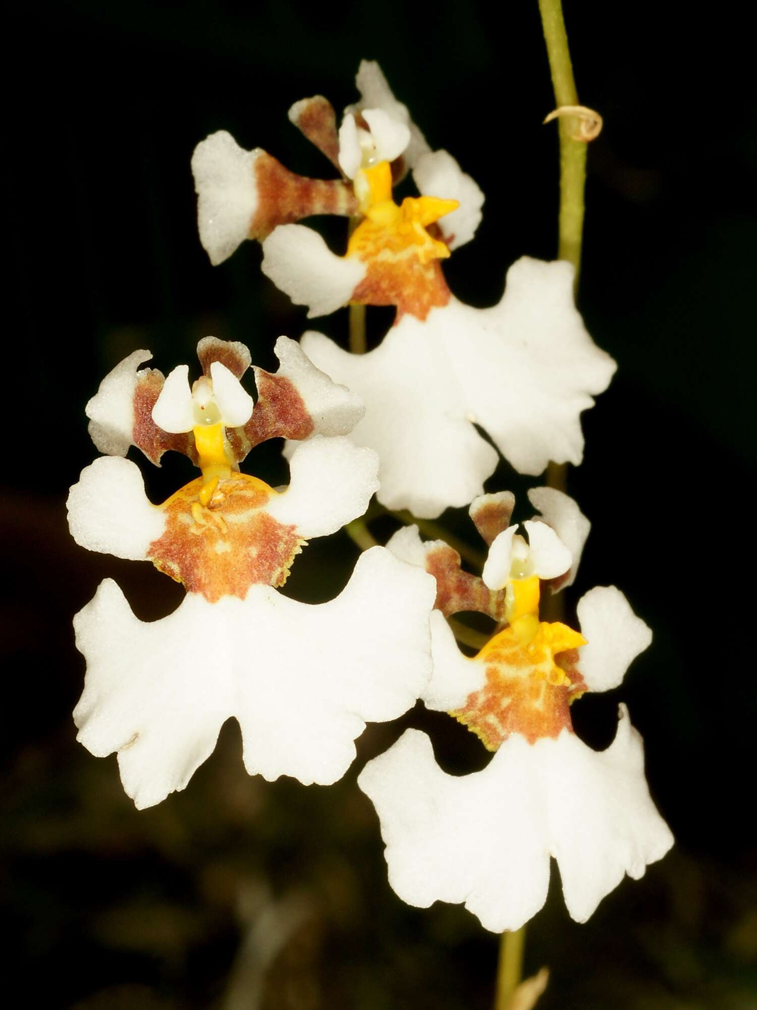 Image of Harlequin dancing-lady orchid