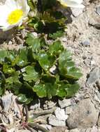 Image of Ranunculus alpestris subsp. alpestris