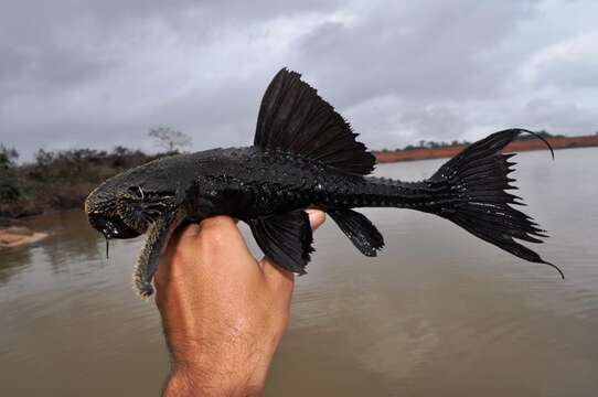 صورة Acanthicus hystrix Spix & Agassiz 1829