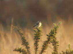 Image of Whinchat