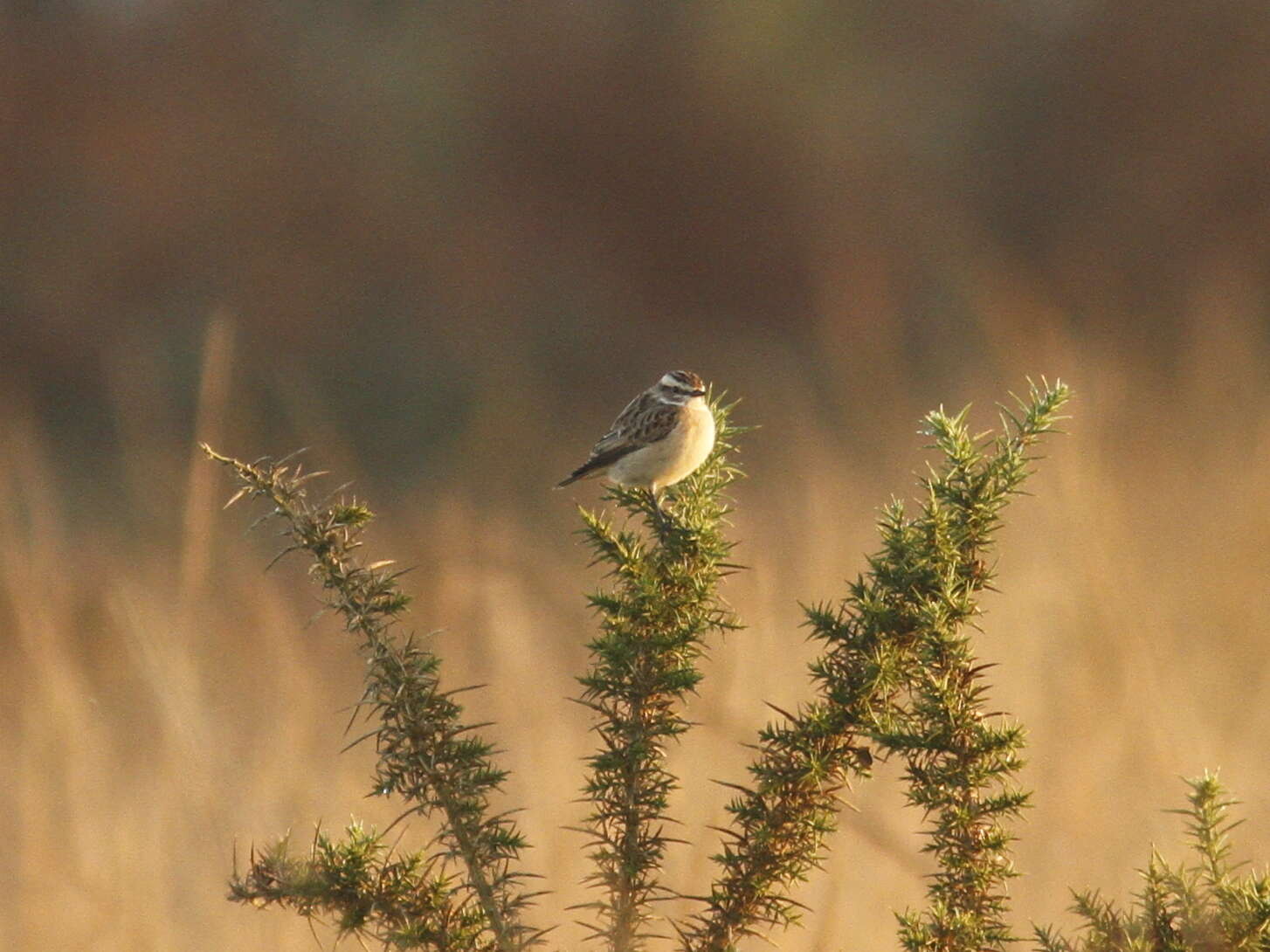 Image of Whinchat