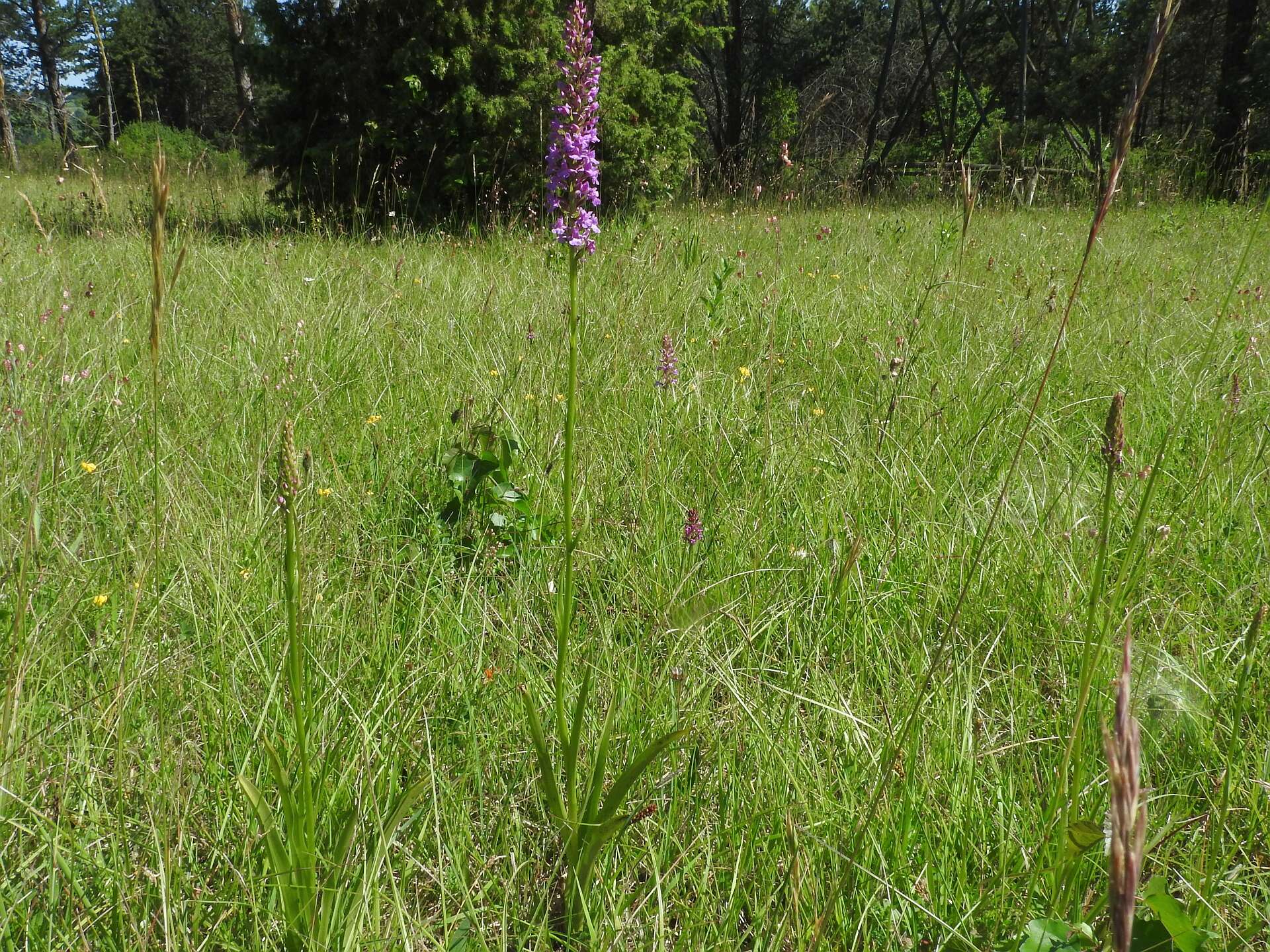 Image of fragrant orchid