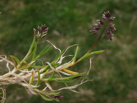 Image of supine bluegrass