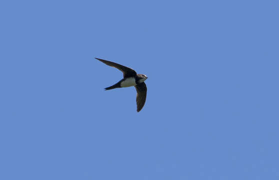 Image of Alpine swift