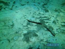 صورة Histiogamphelus briggsii McCulloch 1914