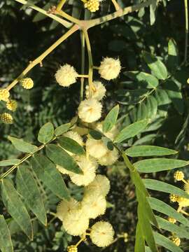 Слика од Acacia elata A. Cunn. ex Benth.