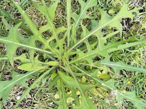 Sivun Lactuca indica L. kuva