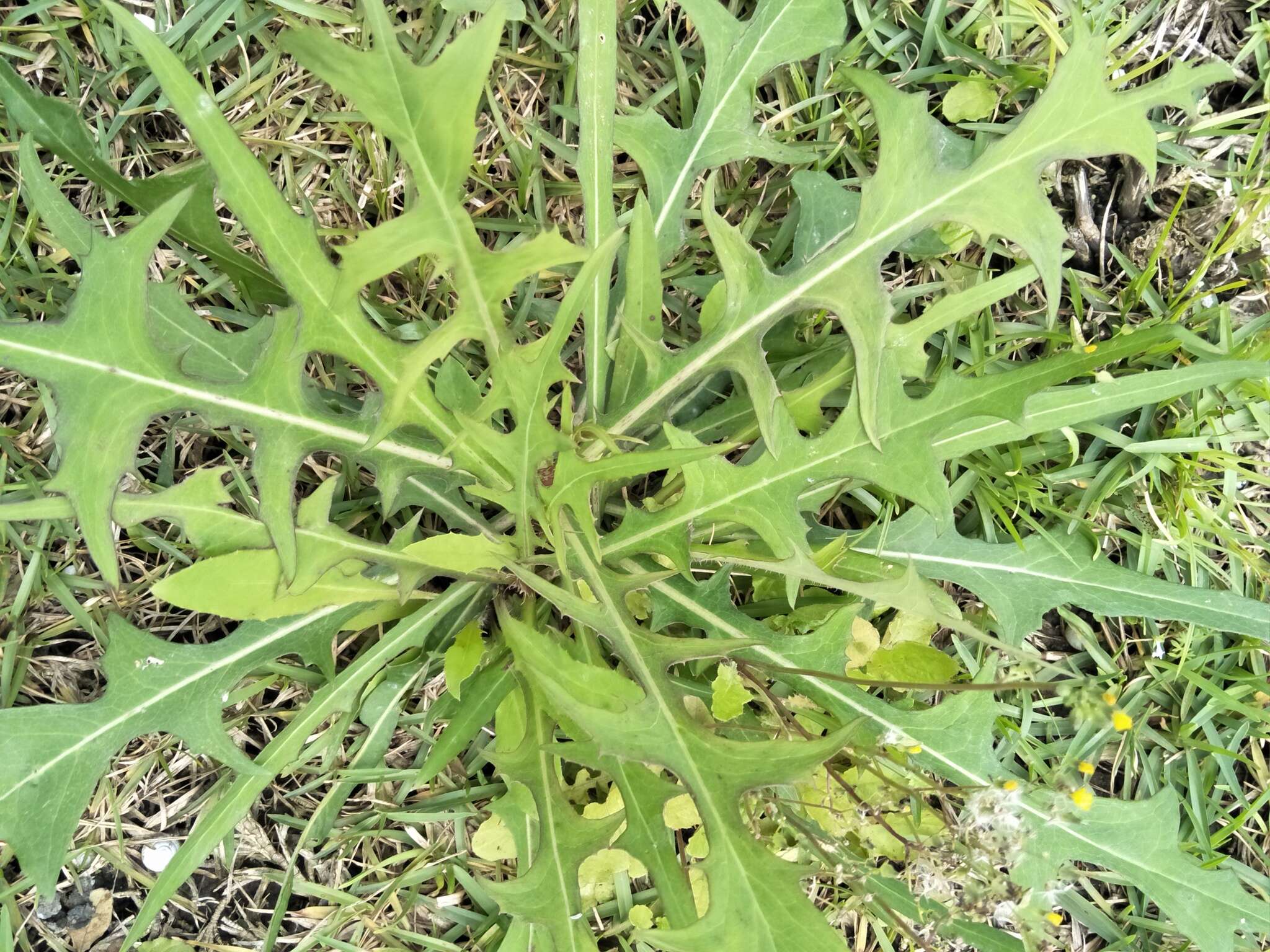 Image of Indian lettuce